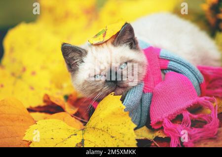 Herbstporträt eines kleinen Kätzchens mit pinkgrauem Strickschal. Kätzchen im Freien auf heruntergefallenem Laub in einem Garten. Das Kätzchen mit dem Blatt auf dem Kopf Stockfoto