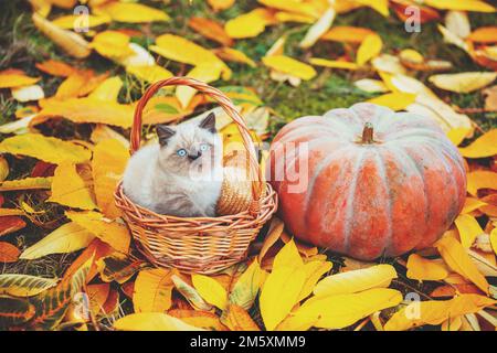 Das Kätzchen sitzt in einem Korb auf gefallenen gelben Blättern in der Nähe einer großen Moschuskruste in einem Herbstgarten Stockfoto