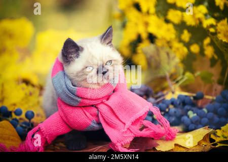 Herbstporträt eines kleinen Kätzchens in einem rosa-grauen Strickschal. Die Katze sitzt auf den gefallenen Blättern im Herbstgarten Stockfoto