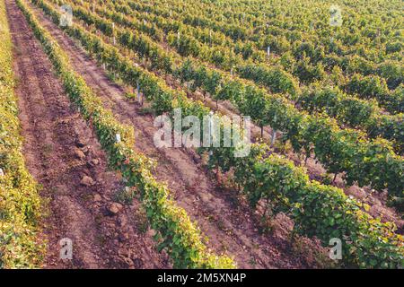 Landwirtschaftliche Landschaft, Ackerland. Weinberg im Herbst. Eine Reihe von Reben. Blick von oben Stockfoto