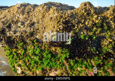 Muschelkolonie genießbare Muscheln auf Unterwasserfelsen bei Ebbe am Sandstrand Magoito, Portugal, Region Lissabon Stockfoto