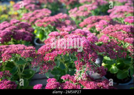 Winterblühende Gartenpflanze, rosa Blüten der Sedum-Zierpflanze, aus nächster Nähe Stockfoto