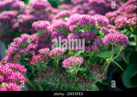 Winterblühende Gartenpflanze, rosa Blüten der Sedum-Zierpflanze, aus nächster Nähe Stockfoto