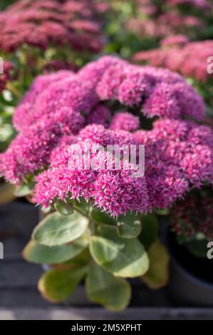 Winterblühende Gartenpflanze, rosa Blüten der Sedum-Zierpflanze, aus nächster Nähe Stockfoto