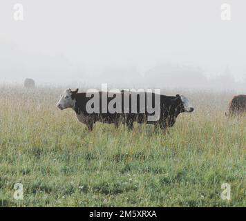 Eine neblige Weide und Hereford-Rinder (Bos taurus taurus), die auf grünem Gras weiden Stockfoto