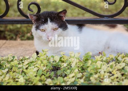 Porträt einer obdachlosen schwarz-weißen Tabby-Katze Stockfoto
