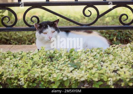 Porträt einer obdachlosen schwarz-weißen Tabby-Katze Stockfoto