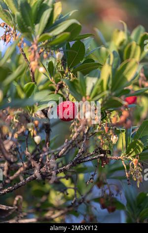 Die Frucht von Arbutus unedo im Spätherbst Stockfoto