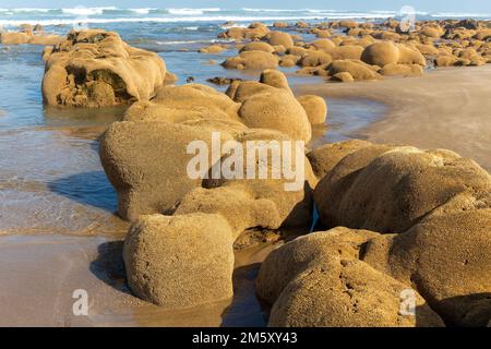Sabellaria alveolata Wabenwurmriff, Mimid Beach, Sidi Boufdail, MIRLEFT, Marokko, nordafrika Stockfoto
