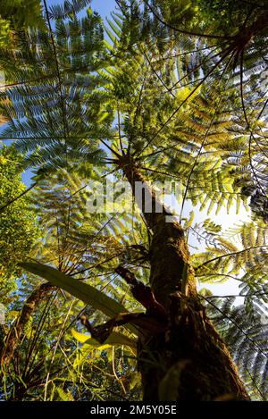 Ein Baumfarn, von unten gesehen, mit blauem Himmel im Hintergrund und anderen Arten von Pflanzen Stockfoto