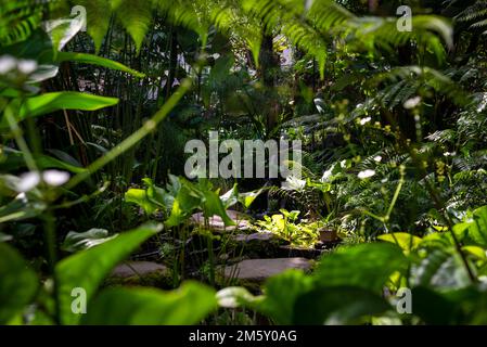 Üppige tropische Vegetation aus Berastagi, Indonesien. An einem sonnigen Tag ohne Menschen aufgenommen. Stockfoto