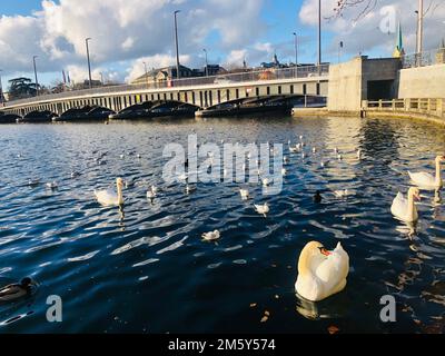 Die stummen Schwäne schwimmen auf dem wunderschönen Zürichsee gegen eine Brücke in Zürich, Schweiz Stockfoto