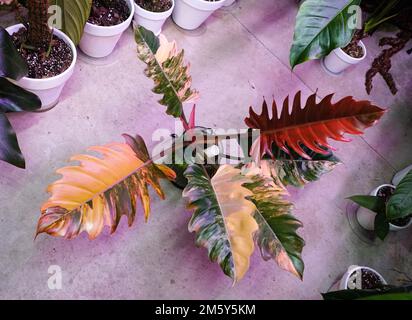 Atemberaubende Farben und verschiedene Blätter von Philodendron Caramel Marble, einer seltenen und teuren tropischen Pflanze Stockfoto