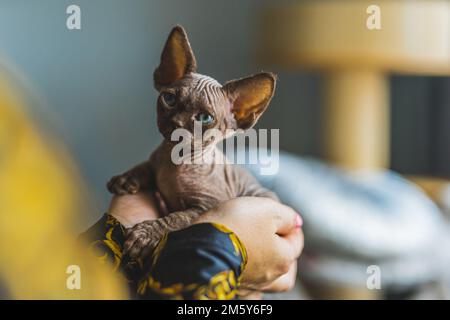 Eine Devon-rex-Katze, die in den Händen einer Frau sitzt und sie ansieht. PET-Konzept. Mittlere Aufnahme. Hochwertiges Foto Stockfoto