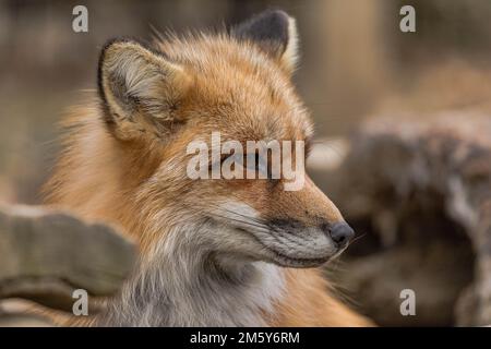 Eine Nahaufnahme des Kopfes eines japanischen Rotfuchs (Vulpes vulpes japonica) vor verschwommenem Hintergrund Stockfoto