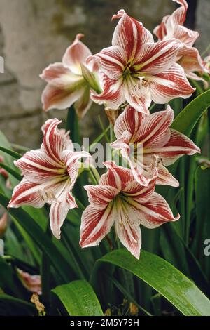 Hippeastrum correiense, blühende Pflanze, Amaryllidaceae Stockfoto