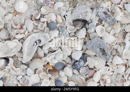 Nahaufnahme eines Haufens verschiedener Muschelarten an einem Strand auf Keewaydin Island in Florida. Stockfoto