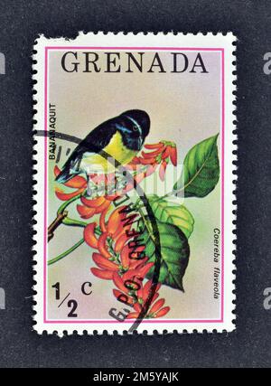 Von Grenada gedruckte Briefmarke, die Bananaquit (Coereba flaveola) zeigt, ca. 1976. Stockfoto