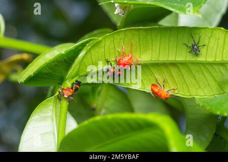 Nahaufnahme der winzigen roten Eocanthecona furcellata Nymphen. Stockfoto