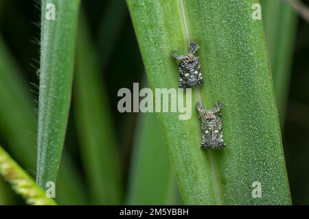 Nahaufnahme des kleinen Lophopiden Planthopper Stockfoto