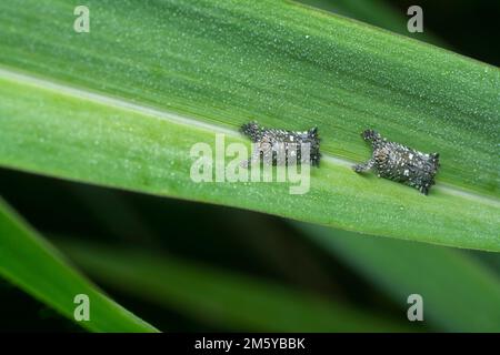 Nahaufnahme des kleinen Lophopiden Planthopper Stockfoto