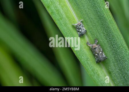 Nahaufnahme des kleinen Lophopiden Planthopper Stockfoto