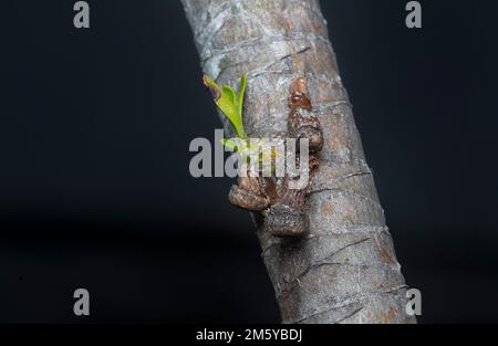 Nahaufnahme des parasitären Viscum Albums Stockfoto