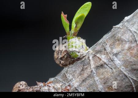 Nahaufnahme des parasitären Viscum Albums Stockfoto