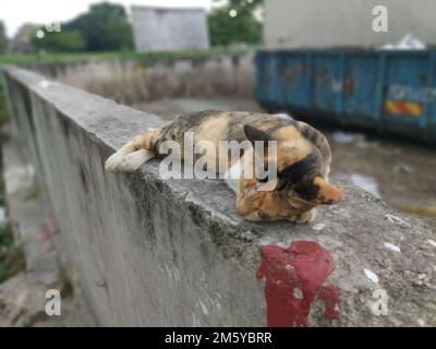 Streunende Katze, die auf der Marktstraße an der Wand schläft. Stockfoto