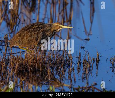 American Bittern (Botaurus lentiginosus), Yolo County California, USA Stockfoto