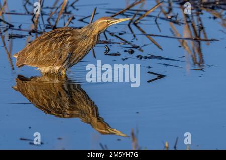 American Bittern (Botaurus lentiginosus), Yolo County California, USA Stockfoto