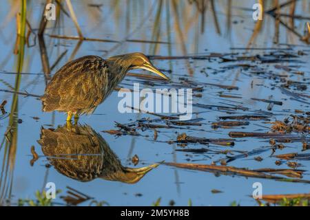 American Bittern (Botaurus lentiginosus), Yolo County California, USA Stockfoto