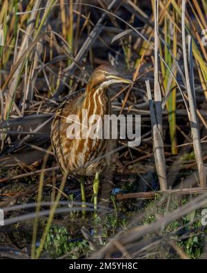 American Bittern (Botaurus lentiginosus), Yolo County California, USA Stockfoto