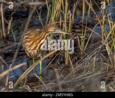 American Bittern (Botaurus lentiginosus), Yolo County California, USA Stockfoto