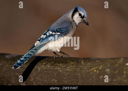Ein Blue Jay, der auf einem Zaun stand. Cyanocitta cristata Stockfoto