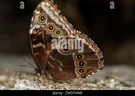 Blauer Morpho-Schmetterling, der auf dem Felsen ruht. Morpho peleides Stockfoto