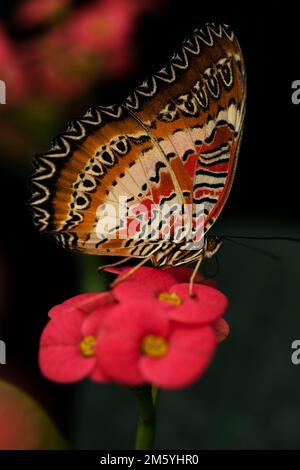 Ein roter Lacewing-Schmetterling, der auf einer Blume ruht. Cethosia biblis Stockfoto