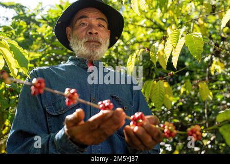 Bauer in Plantage Kaffeebeeren ernten auf Bauernhof. Robusta und arabica Kaffeebeeren ernten Stockfoto