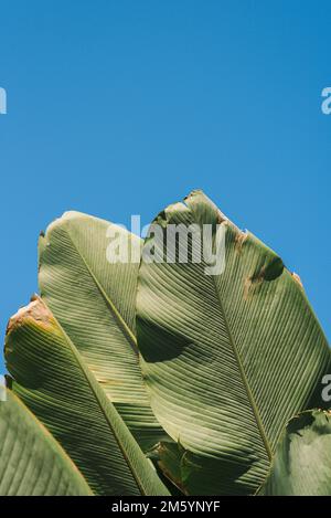 Grüne Palmenblätter auf blauem Himmel Hintergrund Stockfoto