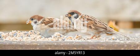 Sperling. Sperlinge sind eine Familie kleiner Singvögel, Passeridae. Sie sind auch als wahre Spatzen oder Spatzen der Alten Welt bekannt, für die auch Namen verwendet werden Stockfoto