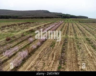 Blick auf blühende Pfirsichbäume auf einer in Reihen angeordneten Obstfarm aus der Vogelperspektive. Pfirsichgarten, eine Reihe blühender Bäume, rosa Blumen auf den Zweigen, die anfangen zu wachsen Stockfoto