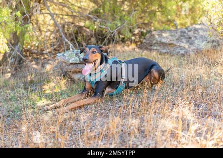 Doberman-Bastard, der auf dem Gras im Wald sitzt Stockfoto