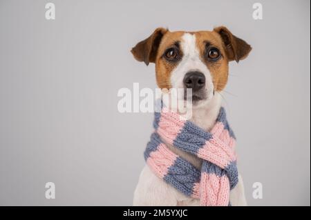 Hund Jack Russell Terrier trägt einen Strickschal auf weißem Hintergrund. Stockfoto