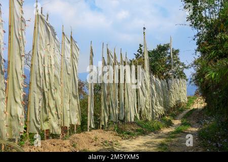 Eine Reihe von weißen hohen Gebetsfahnen auf Stangen, Pala Busty, Kalimpong West Bengalen Indien Stockfoto