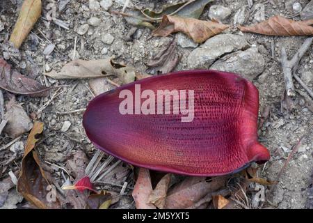 Musa ist eine von zwei oder drei Gattungen aus der Familie der Musaceae. Die Gattung umfasst blühende Pflanzen, die essbare Bananen und Bananen produzieren. Stockfoto