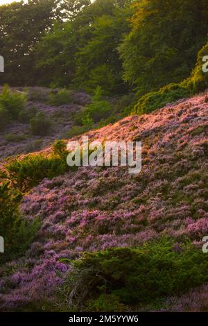 Sonnenuntergang in Heather. Heather im Rebild-Nationalpark – Jütland, Dänemark. Stockfoto