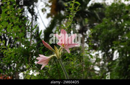 Der niedrige Winkel zeigt einen vernetzten Amaryllis-Blütenblock (Hippeastrum reticulatum), der Blütenblock mit den Wassertropfen besteht aus blühenden rosa Ama Stockfoto