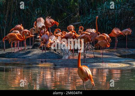 Amerikanischer Flamingo (Phoenicopterus ruber) im Zoologischen Park von Barcelona, Barcelona, Katalonien, Spanien. Stockfoto