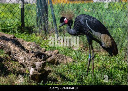 Schwarzer Kranich (Balearica pavonina) im Zoologischen Park Barcelona, Barcelona, Katalonien, Spanien. Stockfoto