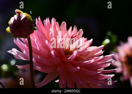 Nahaufnahme einer riesigen und wunderschönen Gartendahlienblume (Familie Asteraceae), hellrosa auf hellgrünem Hintergrund. Geringe Schärfentiefe Stockfoto